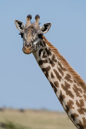 A female Masai giraffe in Masai Mara National Reserve-Kenya-Africa Art Print